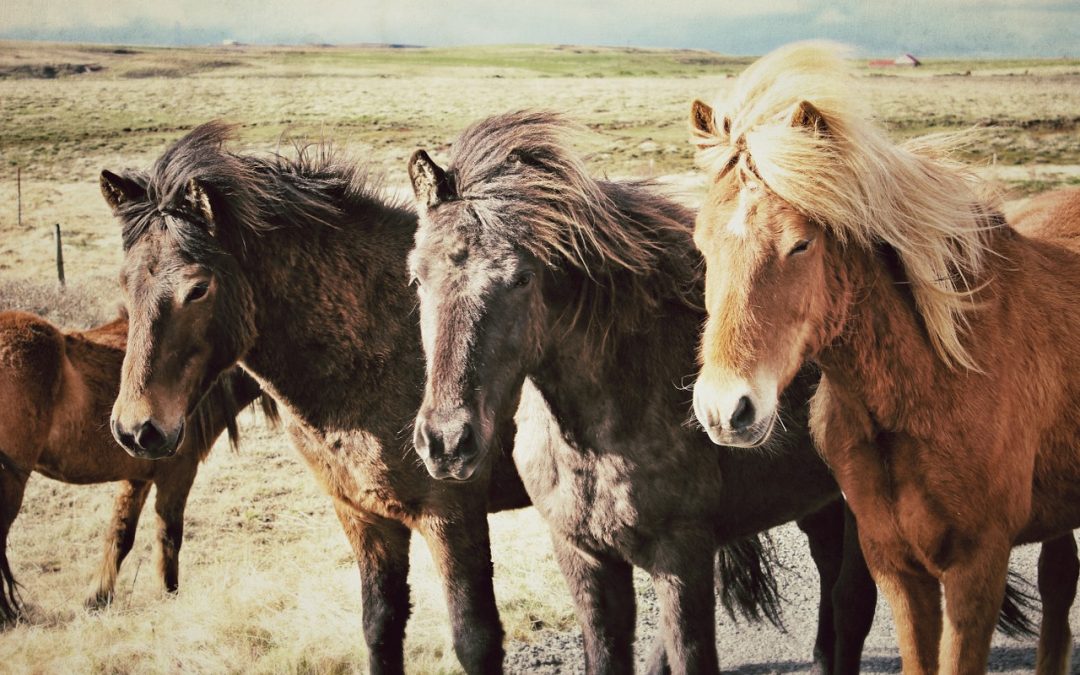 Von Konkurrenz zu Kooperation – warum wir uns mit Stutenbissigkeit selbst ein Bein stellen