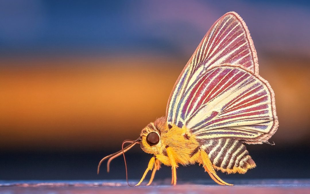 Der Schmetterlingseffekt und wie du die Welt verändern kannst