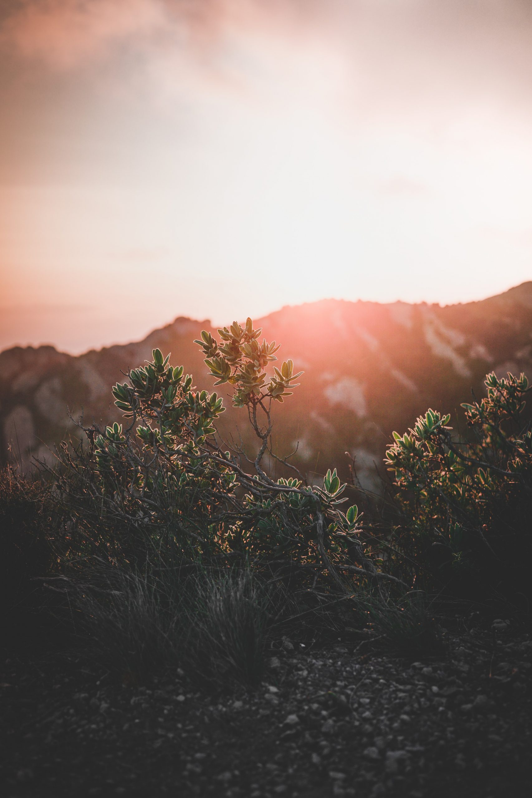 collins-lesulie-joeYt1WNVWY-unsplash