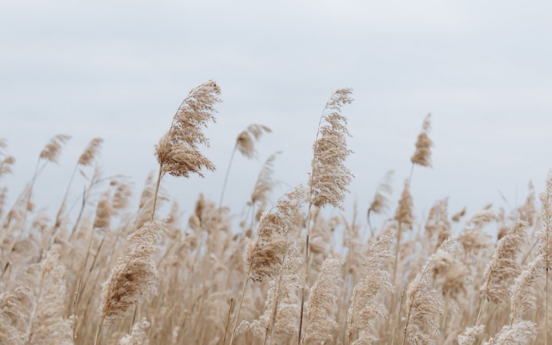 Die Eisheiligen – woher sie eigentlich kommen
