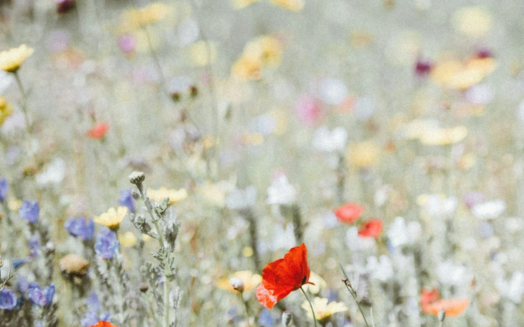 Mittsommer feiern – aber richtig!