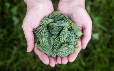 Erntedank – Wozu der Altar?