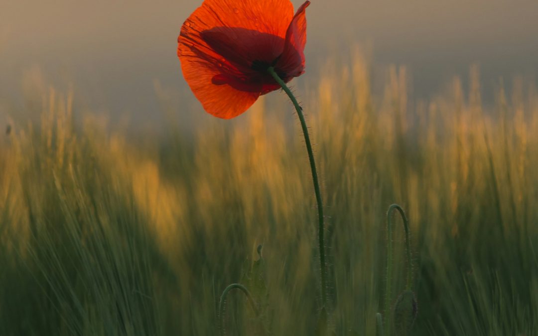 Die Magie der kleinen Dinge