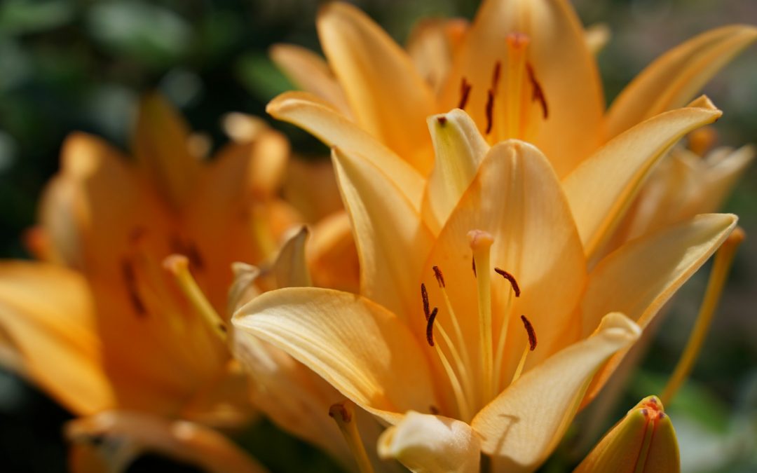 Mai – der Wertemonat im Jahreskreis